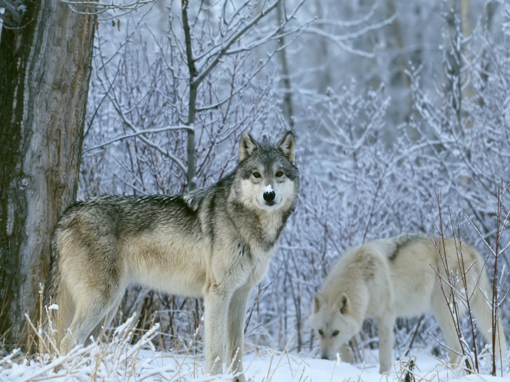 Winter Wolves Wallpaper