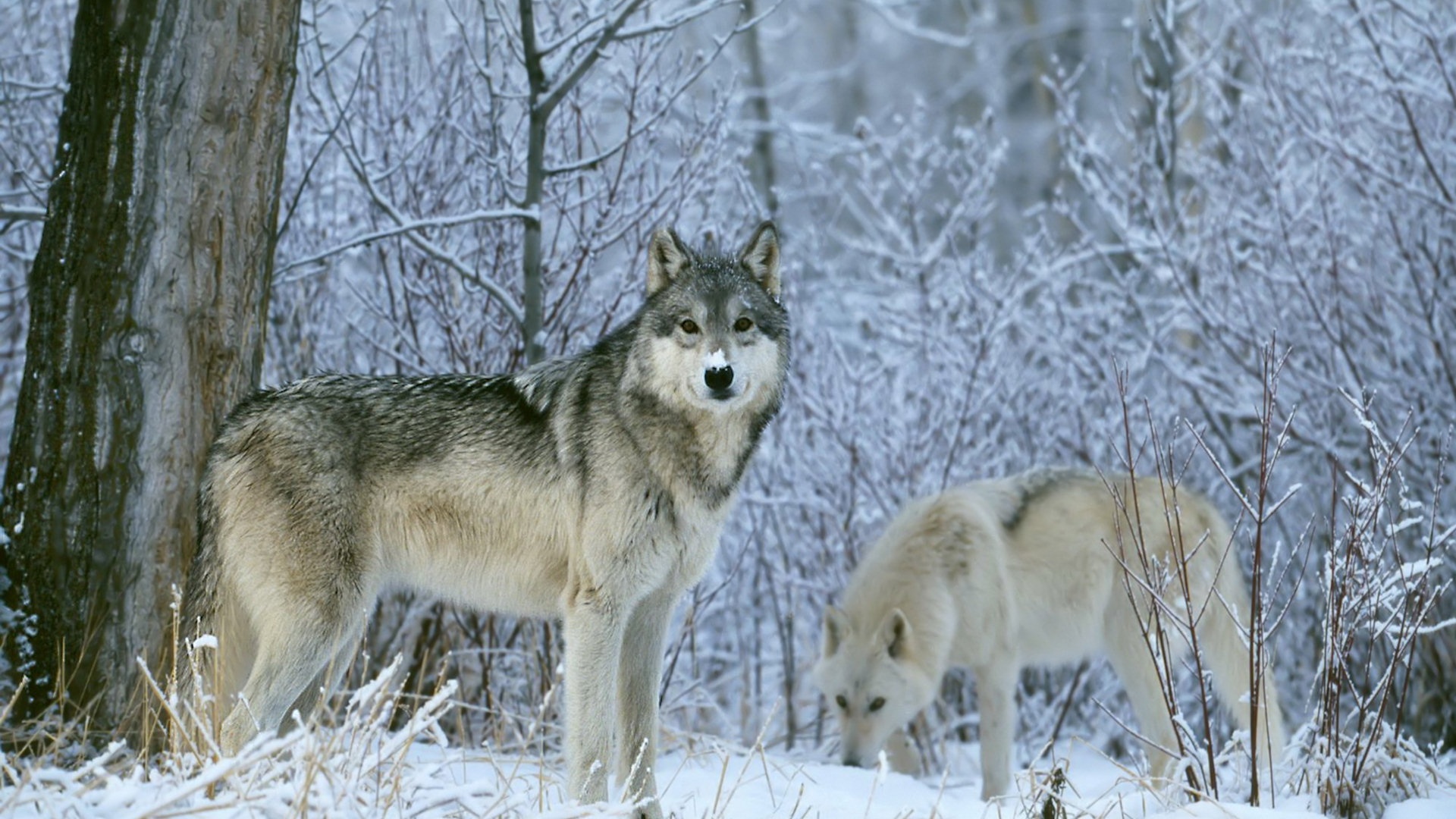 Winter Wolves Wallpaper